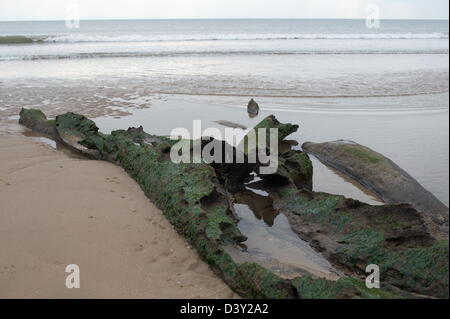 Alten Baumstämmen am Strand. Ebbe ergaben Hinweise eines versunkenen Waldes der Baumriesen im Oxwich Bay Stockfoto