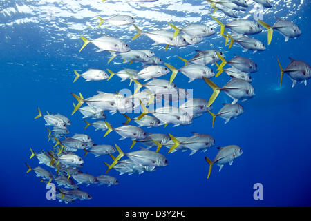 Große Schule von Pferd Eyed Jacks Stockfoto