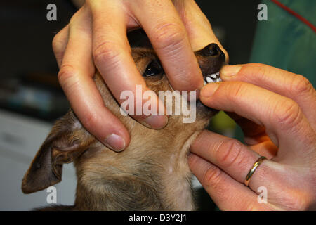 Chihuahua Hund / Tierarzt untersucht das Gebiss Stockfoto