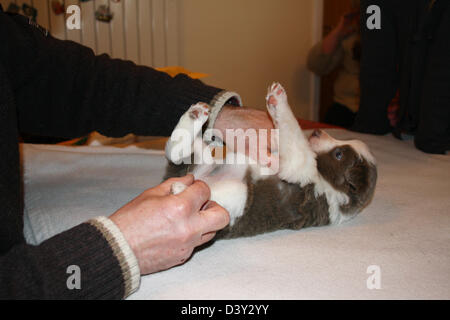 Border-Collie Hund / Veterinär untersucht ein Welpe Stockfoto