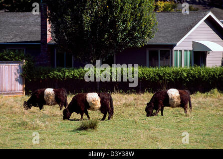 Belted Galloway-Kühe grasen auf einer Weide, British Columbia, Kanada - seltene schottische Rinder-Rasse auf einem kleinen Bauernhof Stockfoto