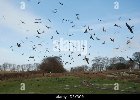 Rotmilan (Milvus Milvus) auf der Gigrin Farm Futterstation in Wales Stockfoto