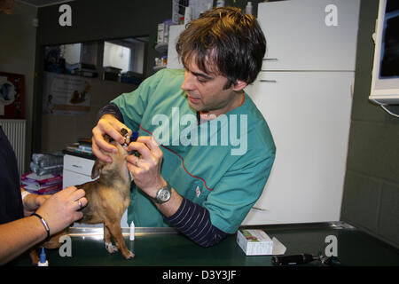 Chihuahua Hund / Tierarzt untersucht im Mund Stockfoto