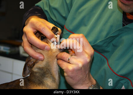 Chihuahua Hund / Tierarzt untersucht im Mund Stockfoto