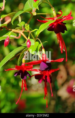 Fuchsie - Fuchsia 02 Stockfoto