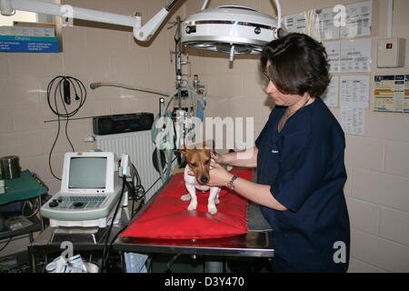 Jack Russell Terrier Hund / tierärztliche Untersuchung Stockfoto