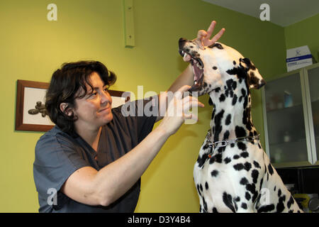 Hund Dalmatiner / Tierarzt untersucht das Gebiss Stockfoto