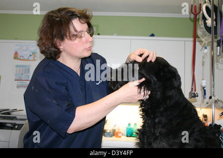 Hund Riesenschnauzer / Riesenschnauzer Tierarzt untersucht die Augen Stockfoto