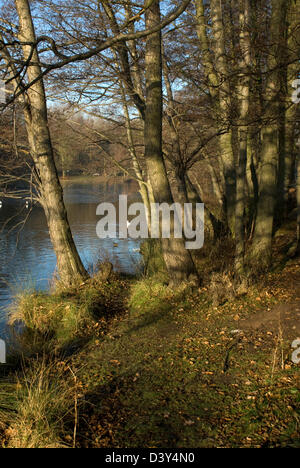 Bäume im zeitigen Frühjahr an einem See mit späten Nachmittagssonne im Wollaton Park, Nottingham. Stockfoto