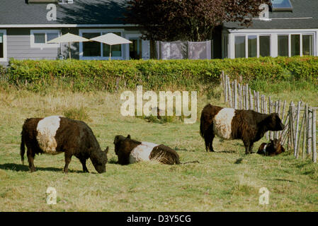 Belted Galloway-Kühe und Kalb grasen auf einer Weide, British Columbia, Kanada - seltene schottische Rinder-Rasse auf einem kleinen Bauernhof Stockfoto