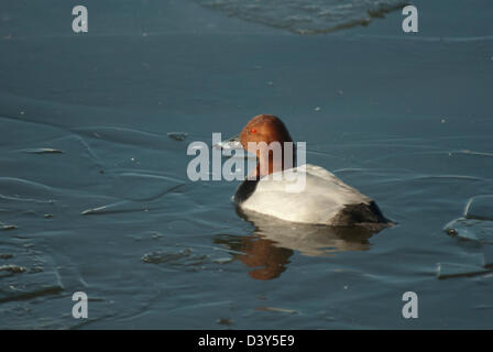 Drake Tafelenten (Aythya 40-jähriger) auf teilweise gefrorenen Wasser Stockfoto
