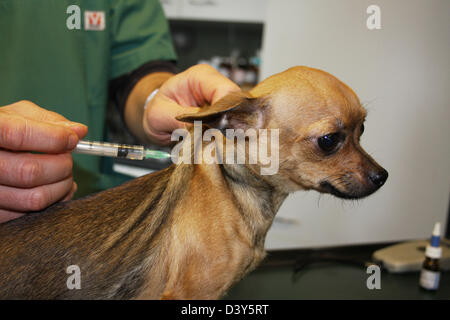 Tierarzt spritzt einen Impfstoff beim Chihuahua Hund Stockfoto