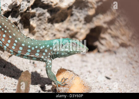 Ameiva Festiva (Whiptail Echse) Stockfoto