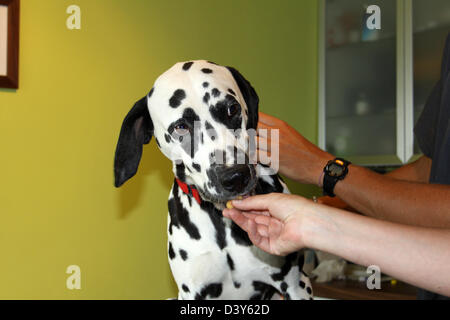 Hund Dalmatiner / tierärztliche Untersuchung Stockfoto