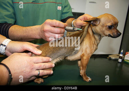 Tierarzt spritzt einen Impfstoff beim Chihuahua Hund Stockfoto