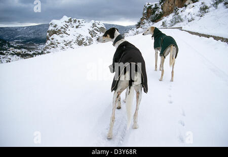 zwei Greyhound-Lurcher überqueren Hunde im Wintermäntel im Schnee Stockfoto