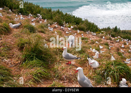 Rot-billed Möwen an Royal Albatross Colony, New Zealand Stockfoto