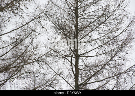 Die Krone eines Baumes Lärche (Larix Decidua) im winter Stockfoto
