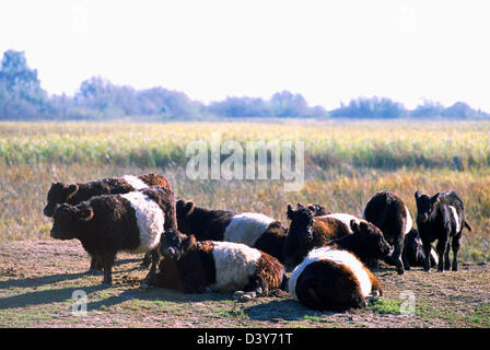 Herde der Belted Galloway-Kühe liegend / stehend in einer Weide, Britisch-Kolumbien, Kanada - seltene schottische Rinder-Rasse Stockfoto