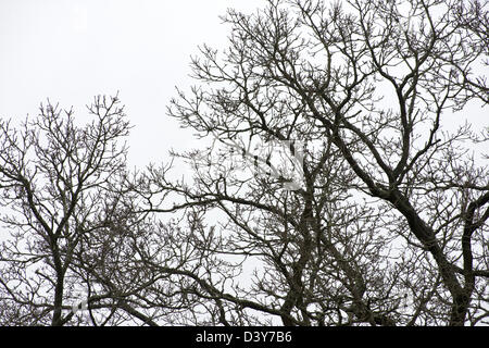 Die Krone einer Eiche (Quercus Robur) im winter Stockfoto