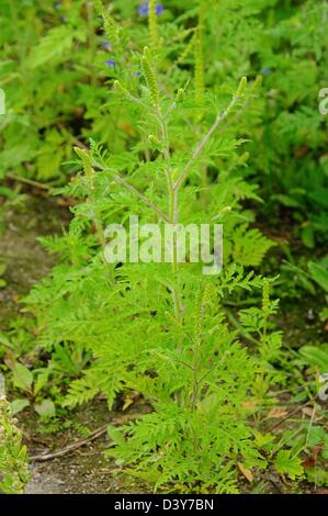 Ambrosia - Ambrosia 11 Stockfoto