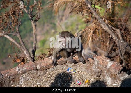 Affe im kleinen Kloster auf Mount Zwegabin Hpa-An Birma Stockfoto