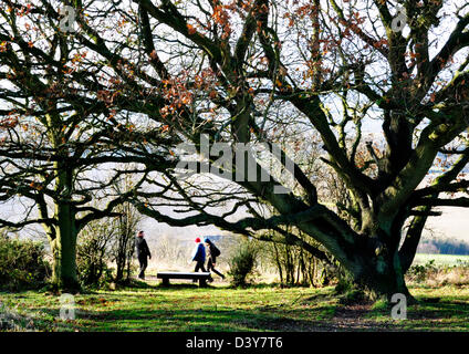 Bucks Chiltern Hills - Wanderer auf coombe HIL-unter starkem Winter treee glimpsed - Kleidung Farbe Stockfoto