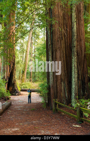 REDWOOD-BÄUME IM GROßEN BECKEN REDWOODS STATE PARK Stockfoto