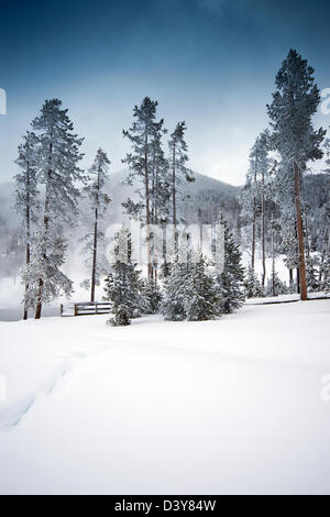 Winter im Yellowstone-Nationalpark, Wyoming, USA Stockfoto