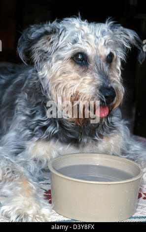 sehr alte Hund im Alter von 18, die Schüssel mit Wasser zu trinken Stockfoto