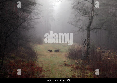 Lehnitz, Deutschland, Wildschwein, geführt von einer Lichtung im Wald Stockfoto