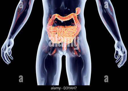 Den Darm. 3D gerendert anatomische Abbildung. Stockfoto