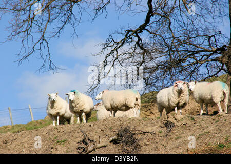 Schafe beobachten Offa es Dyke Path Wanderer in der Nähe von Montgomery Powys Wales UK Stockfoto