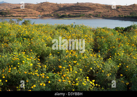 Ringelblume Blumen in der indischen Landschaft für den Verkauf als religiöse Angebote kultiviert. Andhra Pradesh, Indien Stockfoto