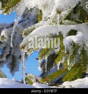 Fichtenzweig Im Schnee - Fichte Zweig im Schnee 02 Stockfoto
