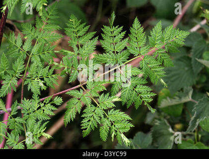Hemlock Blatt, Conium Maculatum, Apiaceae zu vergiften. Stockfoto
