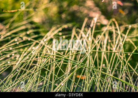 Detail der Rasen und Tau, grünen natürlichen Hintergrund. Stockfoto