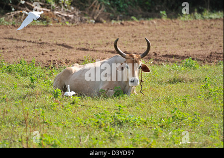 Kuh, Vinales, Provinz Pinar Del Rio, Kuba Stockfoto