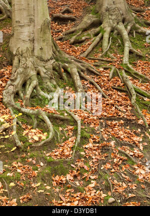 Wald Herbst Darstellung von atemberaubende saisonale Farbe in Cannock Chase Area of Außergewähnliche Natural Beauty in Staffordshire Eng Stockfoto