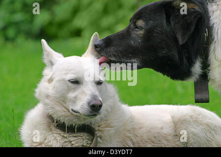 Schwarzer Hund Liebe weiße Hund Stockfoto