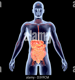Den Darm. 3D gerendert anatomische Abbildung. Stockfoto