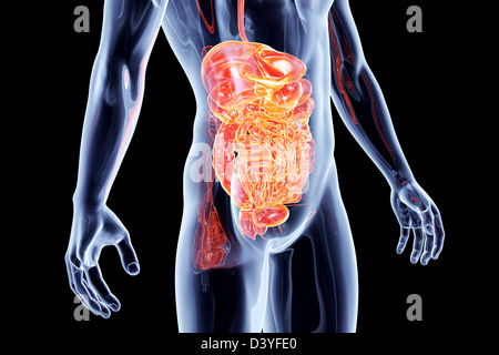 Den Darm. 3D gerendert anatomische Abbildung. Stockfoto