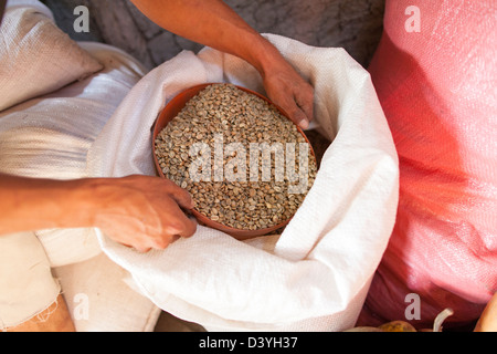 Grüne Kaffeebohnen in meschotschek unternommen, um in den Kaffeeanbau Hochland Nicaraguas in Miraflores geröstet werden Stockfoto