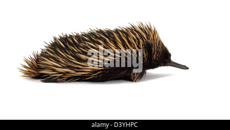 Kurzschnabeligel, Tachyglossus aculeatus Stockfoto