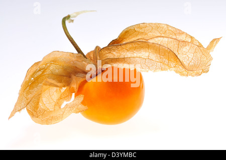 Kap-Stachelbeere / Physalis Peruviana Stockfoto