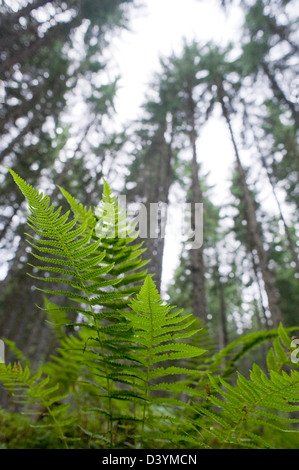 Altenmarkt-Zauchensee, Salzburger Land, Österreich Stockfoto