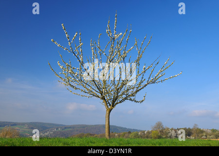 Kirschbaum in voller Blüte, Obernburg, Miltenberg, Franken, Bayern, Deutschland Stockfoto