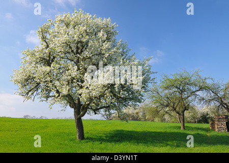 Birne Baum, Wenigumstadt, Aschaffenburg, Franken, Bayern, Deutschland Stockfoto