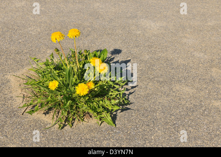 Löwenzahn wächst auf Asphalt Straße, Baden-Württemberg, Deutschland Stockfoto