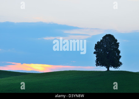 Linde in der Abenddämmerung im Sommer, Schweiz Stockfoto